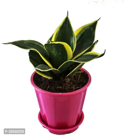 Baishnab Snake Plant sanke plants-thumb0