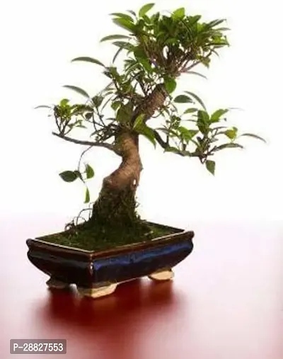 Baishnab  HJNB158 Ficus Bonsai Plant-thumb0