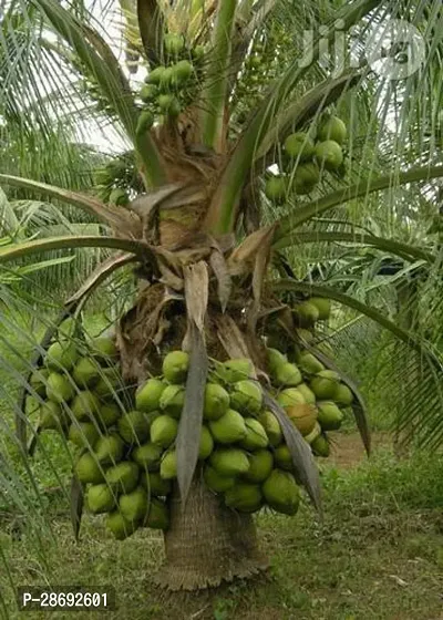 Baishnab Coconut Plant Dwarf coconut plant for home garden-thumb0