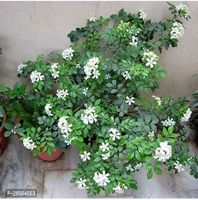 Baishnab Jasmine Plant E-GRDN_716-thumb0