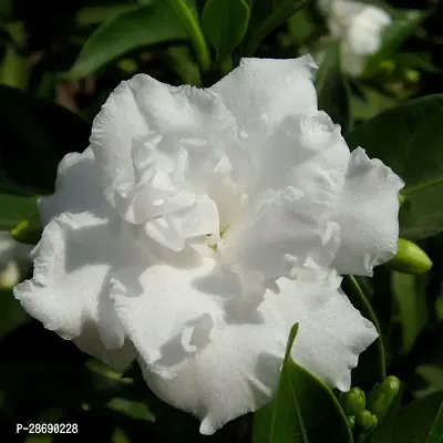 Baishnab Night Bloom Jasmine Plant Night Blooming jasmine Double Petals ( Tagar Plant)-thumb0