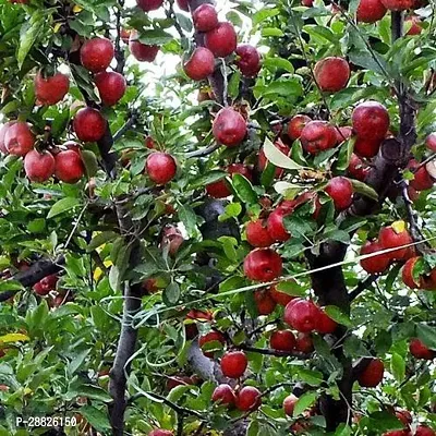 Baishnab  Live  Apple Plant Grafted Apple Plant