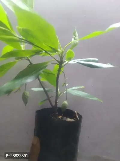 Baishnab  RUDRAKSHA LIVE PLANT 100 ORIGINAL PLANT-thumb0