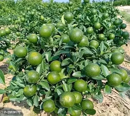 Baishnab  Malta Sweet Lemon Plant-thumb0