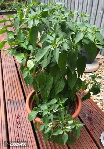 Baishnab  Green Chilli Plant MirchChilli Plant-thumb0