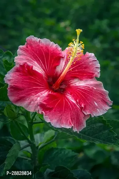 Baishnab  Hibiscus Red CF30045 Hibiscus Plant-thumb0