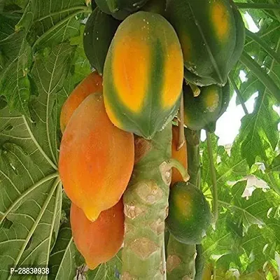 Baishnab  PAPITA97 Papaya Plant-thumb0