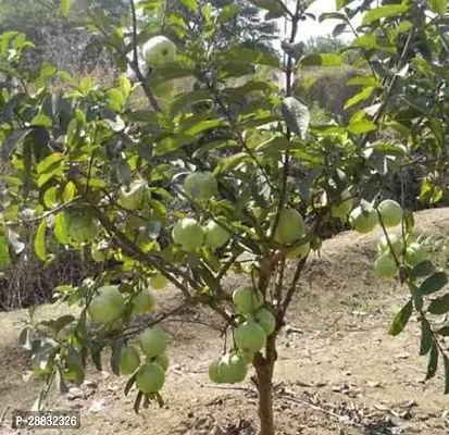 Baishnab  B227 Guava Plant-thumb0