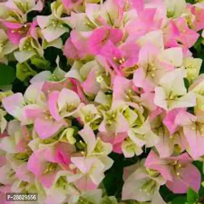 Baishnab  Bougainvillea Plant B17 Bougainvillea P-thumb0