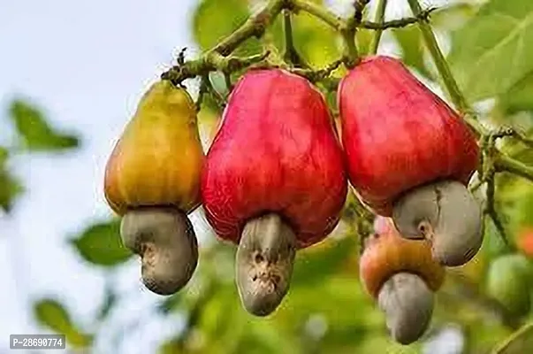 Baishnab Cashew Plant KAJU PLANT UHH-thumb0