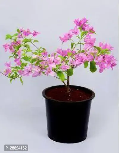 Baishnab  w111 Bougainvillea Plant-thumb0