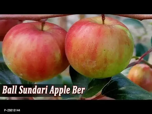 Baishnab  boisundhori ber appla Ber Apple Plant