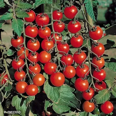 Baishnab Earth Seeds P31TOMATO48100PIECE-thumb2