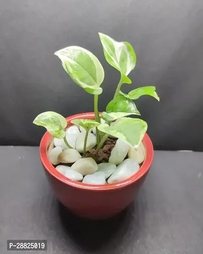 Baishnab  Money Plant CF00233 Money Plant-thumb0