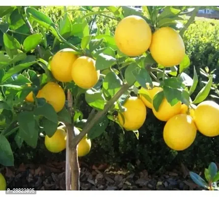 Baishnab  Nepali oblong lemon Lemon Plant-thumb0