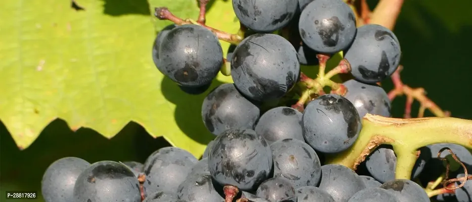 Baishnab  Grape plant 85 Grapes Plant