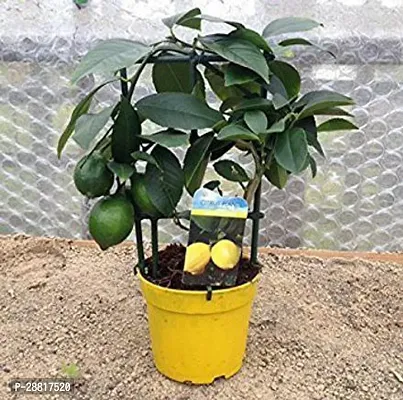 Baishnab  Lemon Heirloom Fruit Lemon Plant-thumb0