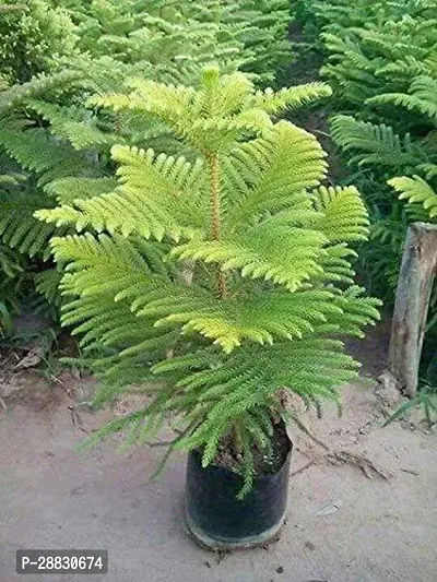 Baishnab  Christmas tree plants Christmas Tree Plan-thumb0