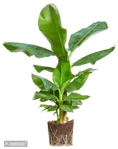 Baishnab  bzz11 Banana Plant