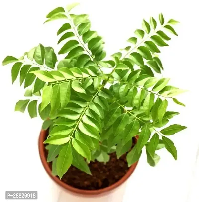 Baishnab  CURRY LEAVES Curry Leaf Plant