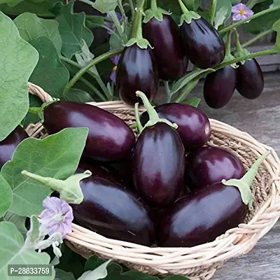 Baishnab Earth Seeds P81Brinjal SEEDS  28100PIECE