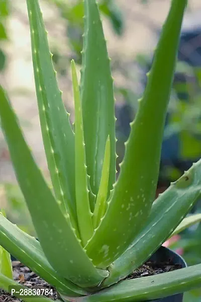 Baishnab  HybridAloevera27 Aloe Vera Plant-thumb0