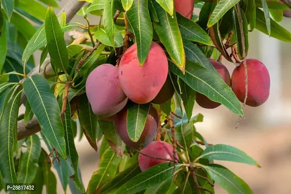 Baishnab  Mango plant 63 Mango Plant-thumb0