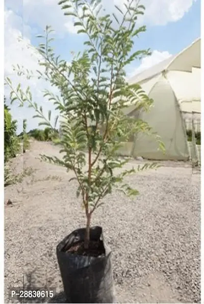 Baishnab  Sweet Tamarind Tamarind Plant