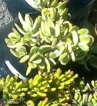 Baishnab  Jade Live Plant Good Luck Plant CF174 J