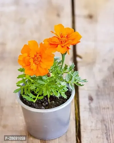 Baishnab Marigold Plant GET MARI-thumb0