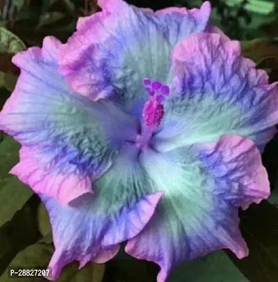 Baishnab  Hybrid Hibiscus Flower Live PlantCF370-thumb0