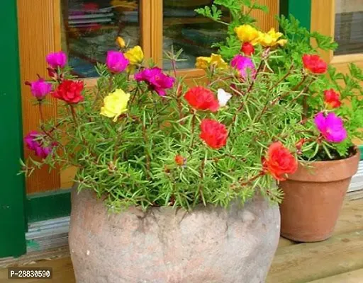 Baishnab  Portulaca 9 O Clock Live plants Portulac