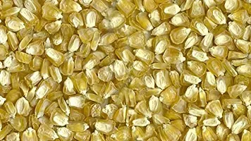 Baishnab fcORN SED 10 PS HHGBNCorn  Seeds  VXL 69310PIECE-thumb1