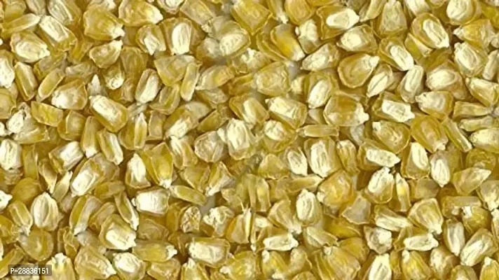 Baishnab fcORN SED 10 PS HHGBNCorn  Seeds  VXL 69310PIECE-thumb2