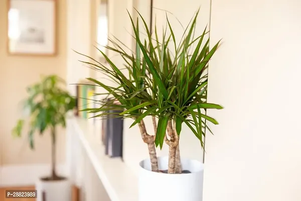 Baishnab  Live Air Purifying Red Edged Dracaena Mar-thumb0