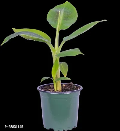 Baishnab  Banana Live Plant Banana Plant-thumb0