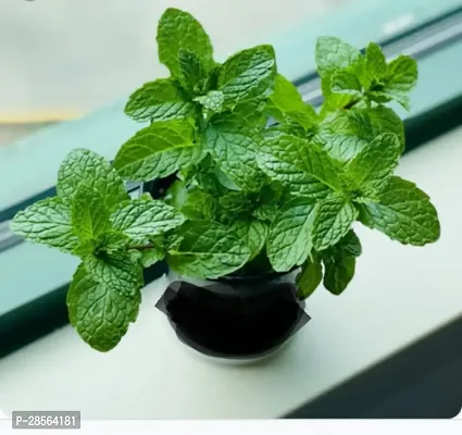 Baishnab Mint Plant MINT PLANT OPK-thumb3