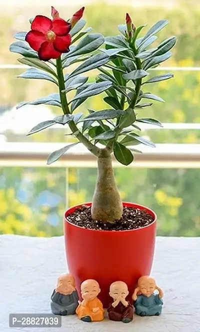 Baishnab  Adenium Adenium Plant-thumb0