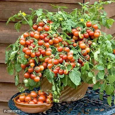 Baishnab Tomato Seed 2 40 psCherry Tomato Seed 0140PIECE-thumb0