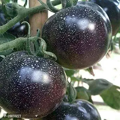 Baishnab Tomato seed 1000 per packt df Giant Black Tomato SeedsSolanum lycopersicum1000PIECE