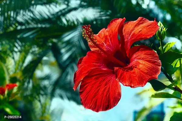 Baishnab  Hibiscus Light Red Plant CF70018 Hibisc-thumb0