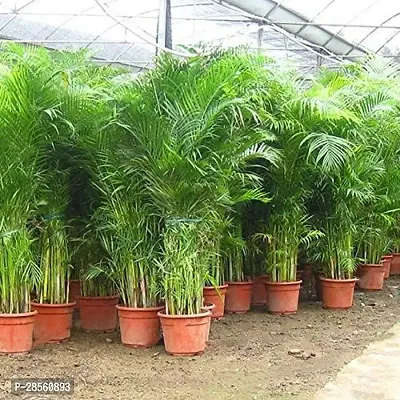 Baishnab Areca Palm ARCA PALM TT-thumb2