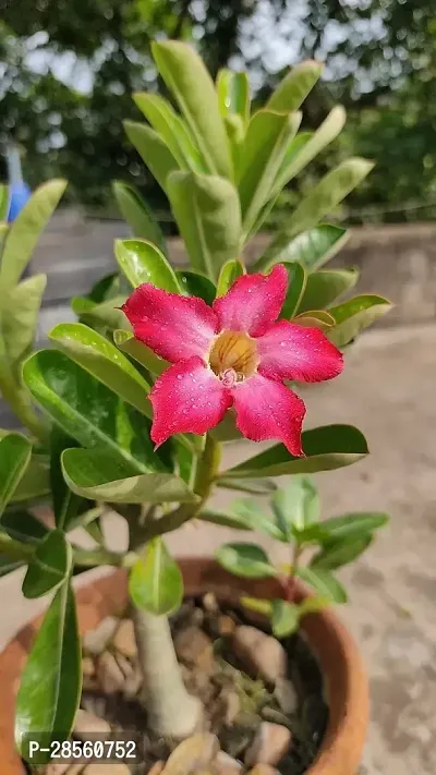 Baishnab Adenium Plant ADENIUM PLANT AAWW45-thumb2