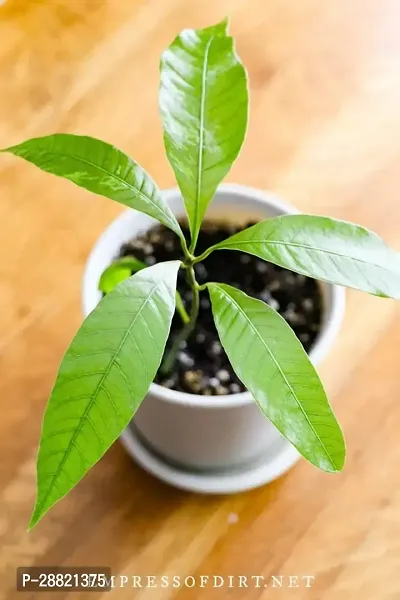 Baishnab  mf01 Mango Plant-thumb0