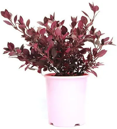 Limited Stock!! Plant & Planters 