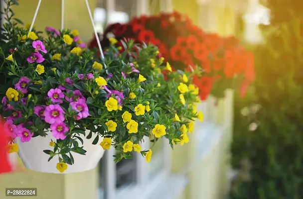 Baishnab  Portulaca Plant