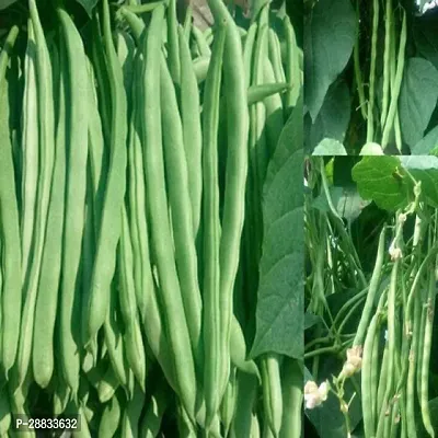 Baishnab Beans seed 100 per packet Green French Bean Seeds100PIECE