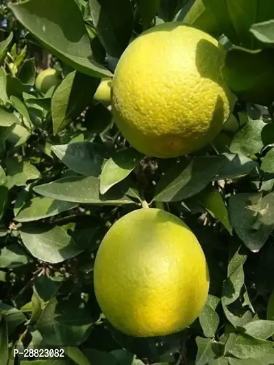 Baishnab  MosambiModel NameSathgudiplant Lemon P-thumb0