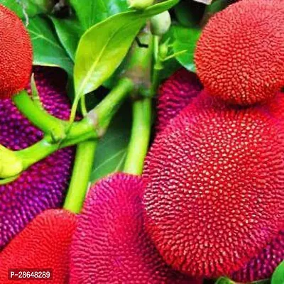 Baishnab Jack Fruit Plant red jack fruit plant-thumb0