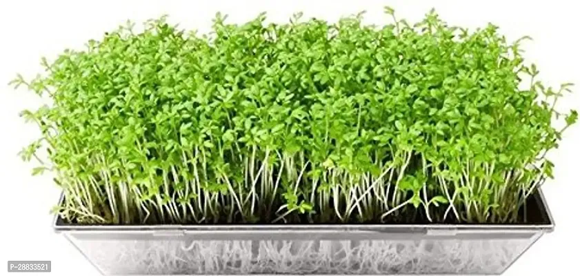 Baishnab Earth Seeds P114Coriander seeds3775PIECE